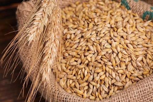 Barley Grain On The Wooden Background